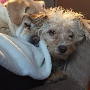 Meet your Posher, Sharon